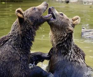 пазл Два медведя в воде